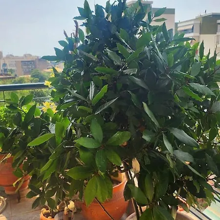 Apartment Luxurius